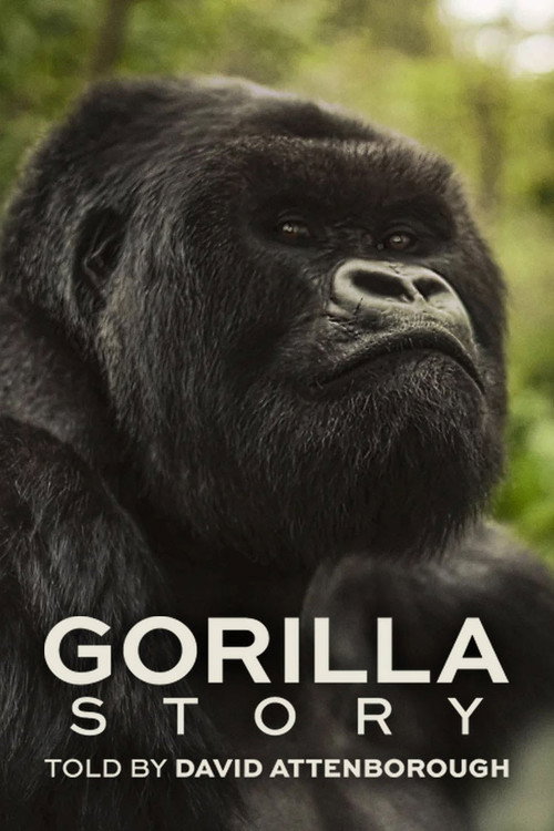 A Gorilla Story Told By David Attenborough
