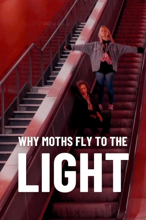 Why Moths Fly To The Light